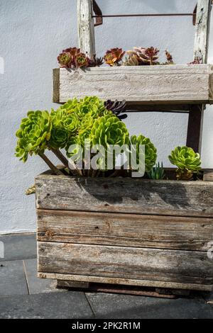 Piante succulente di Aeonium che crescono in piantatrici, Cornovaglia, Regno Unito Foto Stock