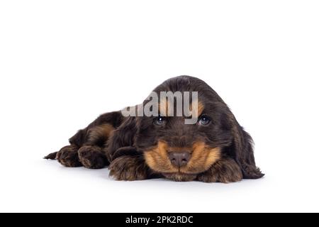 Cucciolo di cane Coclerspaniel inglese carino choc e tan, posato con la testa in giù di fronte alla macchina fotografica. Guardando verso la fotocamera, isolata su uno sfondo bianco. Foto Stock