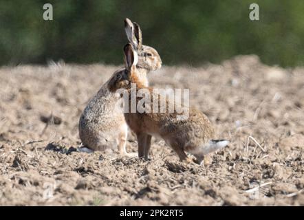 Nieder Erlenbach, Germania. 05th Apr, 2023. Due lepri si trovano in un campo nella regione di Wetterau dell'Assia. Gli animali partoriscono anche i loro giovani all'aria aperta e non scavano le tane. Credit: Boris Roessler/dpa/Alamy Live News Foto Stock