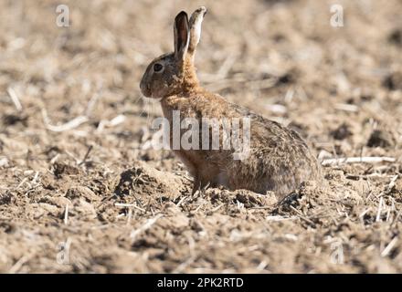 Nieder Erlenbach, Germania. 05th Apr, 2023. Difficilmente distinguibile dall'ambiente circostante, una lepre bruna si preme piatta sul terreno in un solco di campo nella regione di Wetterau dell'Assia. Credit: Boris Roessler/dpa/Alamy Live News Foto Stock