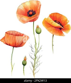 illustrazione vettoriale poppies acquerello dipinto a mano Illustrazione Vettoriale