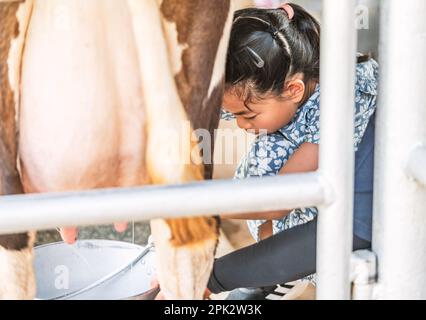 Bambina asiatica mungendo una mucca a mano, una mucca in piedi nel Corral della fattoria, ragazza felice bambino è educata di mungere una mucca. Foto Stock