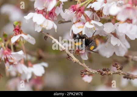 Un bumblebee precoce (Bombus pratorum) che si nutrono di polline su una ciliegia ornamentale fiorita in primavera. (prunus kojo no mai). Foto Stock