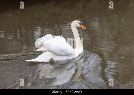 Elegante cigno galleggiante sull'acqua in Germania Foto Stock