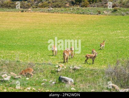 Famiglia di capre selvatiche. Foto Stock