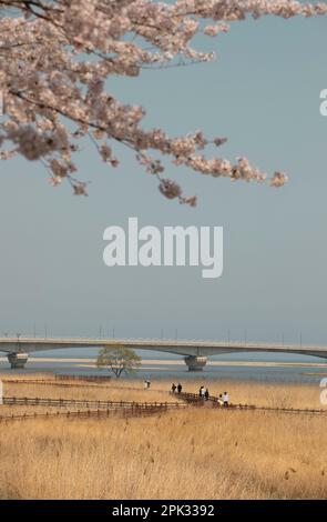 Un'immagine verticale e vibrante di un gruppo di persone che camminano attraverso un lussureggiante campo erboso sotto un cielo limpido, catturando il senso di esplorazione spensierata Foto Stock