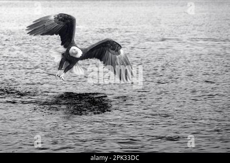 Pesca di aquila calva con pesci in taloni e ali che battono per arrampicarsi via. Monochome bianco e nero. Foto Stock