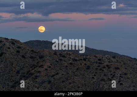 Luna piena lupo Rising con un cielo nuvoloso pastello sopra le cime del deserto Foto Stock