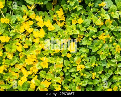 Jenny strisciante, Lysimachia nummularia, fiori gialli in giardino, Paesi Bassi Foto Stock