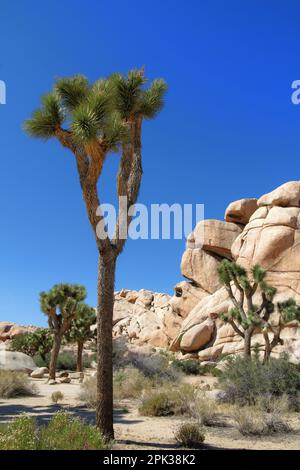 Joshua Trees (Yucca brevifolia) di fronte a grandi massi e rocce nella zona Hidden Valley Nature Trail nel Joshua Tree National Park, California Foto Stock