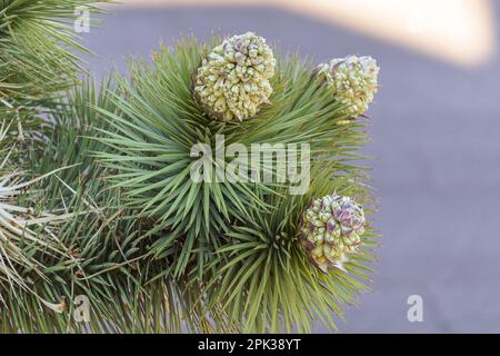 Fioritura di un albero di Giosuè (Yucca brevifolia) Foto Stock