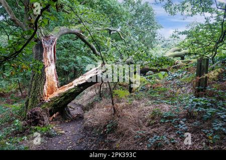 Un vecchio albero di quercia comune o inglese (Quercus robur) che ha diviso il centro del suo tronco o bolo dopo una grave tempesta, Inghilterra, Regno Unito Foto Stock