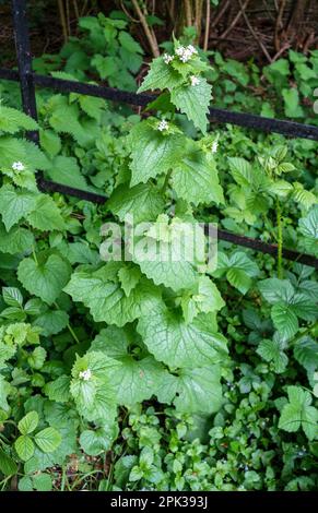 Una pianta di senape di aglio (Alliaria petiolata), una pianta biennale di fioritura nella famiglia della senape, Inghilterra, Regno Unito Foto Stock