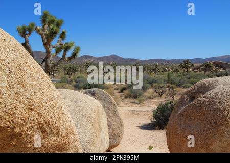 Grandi rocce di granito, Joshua Tree (Yucca brevifolia), e montagne nel Joshua Tree National Park, California. Foto Stock