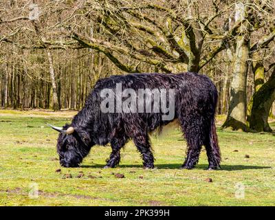 Mucca scozzese, nera con capelli lunghi e corna, erba pascolare nella riserva naturale Westerheide vicino Hilversum, het Gooi, Paesi Bassi Foto Stock