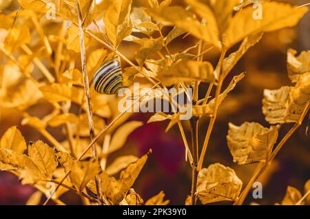 A strisce su piante gialle. Foto Stock