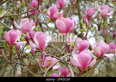 Magnolia soulangeana 'Triumphans' in fiore. Foto Stock