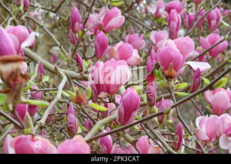 Magnolia soulangeana 'Triumphans' in fiore. Foto Stock
