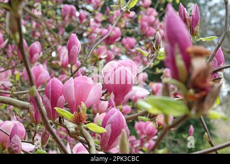 Magnolia soulangeana 'Triumphans' in fiore. Foto Stock