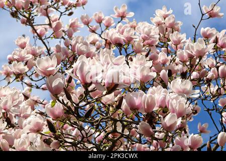 Magnolia "Via Lattea" in fiore. Foto Stock