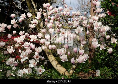 Magnolia "Via Lattea" in fiore. Foto Stock