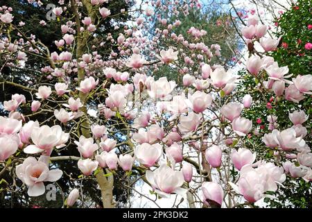 Magnolia "Via Lattea" in fiore. Foto Stock