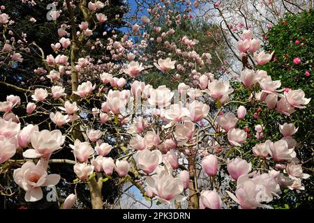 Magnolia "Via Lattea" in fiore. Foto Stock