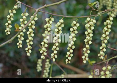 Stachyurus praecox, o Stachyurus precoce in fiore. Foto Stock