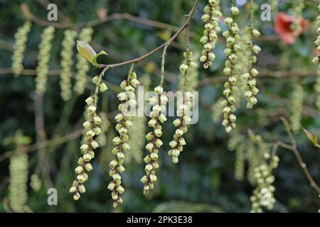 Stachyurus praecox, o Stachyurus precoce in fiore. Foto Stock