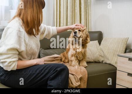 Una giovane donna accarezza la testa di un americano Cocker Spaniel mentre si siede sul divano. Foto Stock