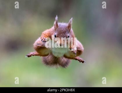 Uno scoiattolo rosso britannico (Sciurus vulgaris), catturato a metà volo mentre salta da un ramo di albero all'altro Foto Stock