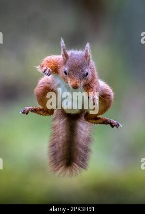 Uno scoiattolo rosso britannico (Sciurus vulgaris), catturato a metà volo mentre salta da un ramo di albero all'altro Foto Stock