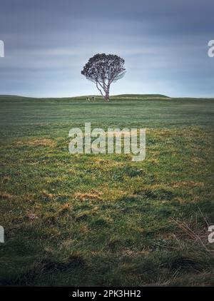 Vista idilliaca di un banco sotto un albero solistico nel campo. Paesaggio pittoresco, concetto di solitudine Foto Stock