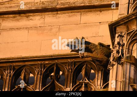 Un gargoyle sulla parte anteriore della Cathédrale Saint-Pierre Saint-Paul a Troyes godendo il sole della sera Foto Stock