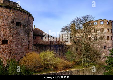 Lato est delle rovine del castello di Heidelberg, vista dal giardino del castello, Heidelberg, Baden-Württemberg, Germania, Europa. Foto Stock