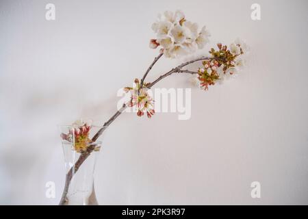 ramo di ciliegio con fiori bianchi in vaso su sfondo bianco. Arredamento per la casa. Spazio di copia Foto Stock