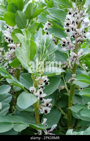 Fagiolo Witkiem Manita, Vicia faba, Witkiem Manita, piante in fiore, varietà a maturazione precoce, Foto Stock