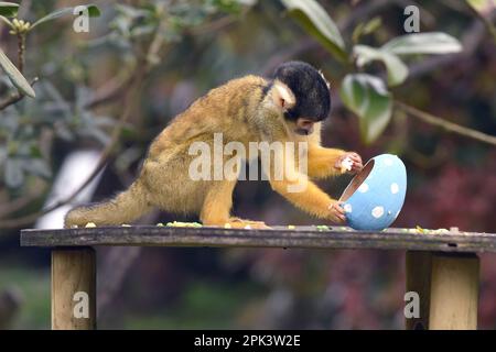 Scimmia di scoiattolo con cappuccio nero boliviano e dolcetti di uova di Pasqua ripieni di patate dolci al vapore allo ZSL London Zoo di Londra. Foto Stock