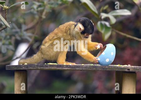 Londra, Regno Unito. 05th Apr, 2023. Scimmia di scoiattolo con cappuccio nero boliviano e dolcetti di uova di Pasqua ripieni di patate dolci al vapore allo ZSL London Zoo di Londra. (Foto di James Warren/SOPA Images/Sipa USA) Credit: Sipa USA/Alamy Live News Foto Stock