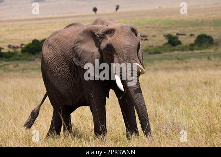 Elefanti africani in Kenya Foto Stock