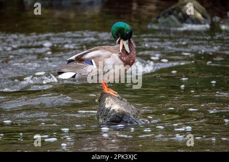 Mallard Duck drake (Anas platyrhynchos) sul fiume Almond, West Lothian, Scozia, Regno Unito. Foto Stock