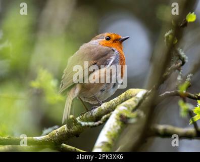 Robin è appollaiato su una branca con cibo nel suo becco, Almondell Country Park, West Lothian, Scozia. Foto Stock