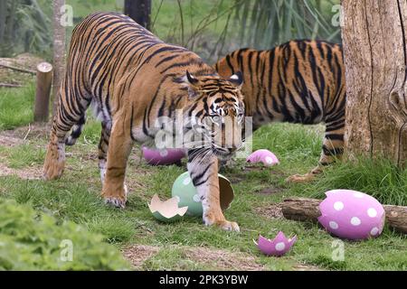 Londra, Regno Unito. 5th Apr, 2023. Cuccioli di tigre di Sumatran con dolcetti di uova di pasqua profumati alla cannella allo ZSL London Zoo di Londra. (Credit Image: © James Warren/SOPA Images via ZUMA Press Wire) SOLO PER USO EDITORIALE! Non per USO commerciale! Foto Stock