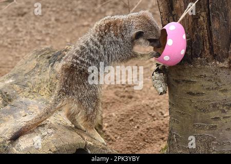 Londra, Regno Unito. 5th Apr, 2023. Meerkat con uova di Pasqua dolcetti pieni di criceti allo ZSL London Zoo di Londra. (Credit Image: © James Warren/SOPA Images via ZUMA Press Wire) SOLO PER USO EDITORIALE! Non per USO commerciale! Foto Stock