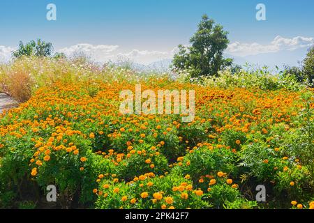 Tagetes , giardino di fiori marigold. Bella vista laterale anteriore del Monastero di Sambruptse con le montagne Himalayan sullo sfondo. Sikkim, India. Foto Stock