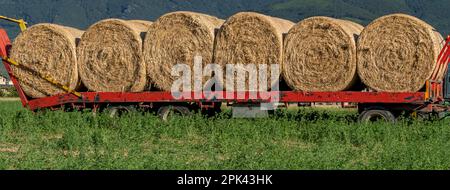 Visualizzazione dimensioni banner delle balle di fieno allineate su un rimorchio da trasportare fuori campo, Bientina, Italia Foto Stock