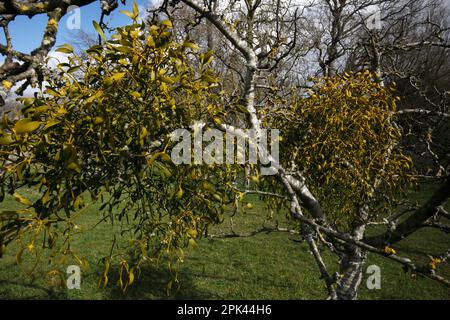 Mistletoe, album Viscum, una pianta sempreverde che viene soffocata in bacche bianche dall'inverno alla primavera. Crescere su un albero di mela in un frutteto Foto Stock