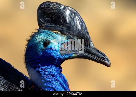 Capofitto del Cassowario del Sud (Casuarius casuarius) Foto Stock