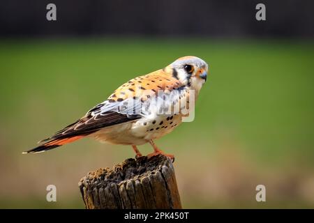Kestrel americano (Falco sparverius) seduto su un posto Foto Stock