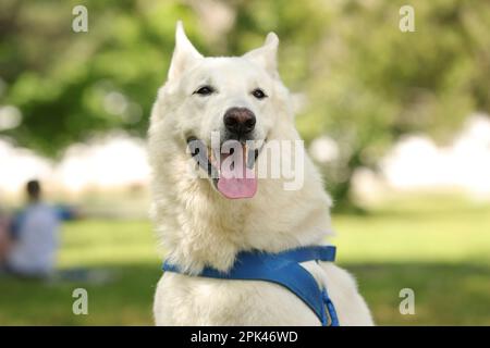 Carino bianco Swiss Shepherd cane nel parco Foto Stock
